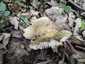 Dióízű galambgomba (Russula heterophylla), Budai-hegység. Zöldessárga, barnászöld, közepén sötétebb kalap